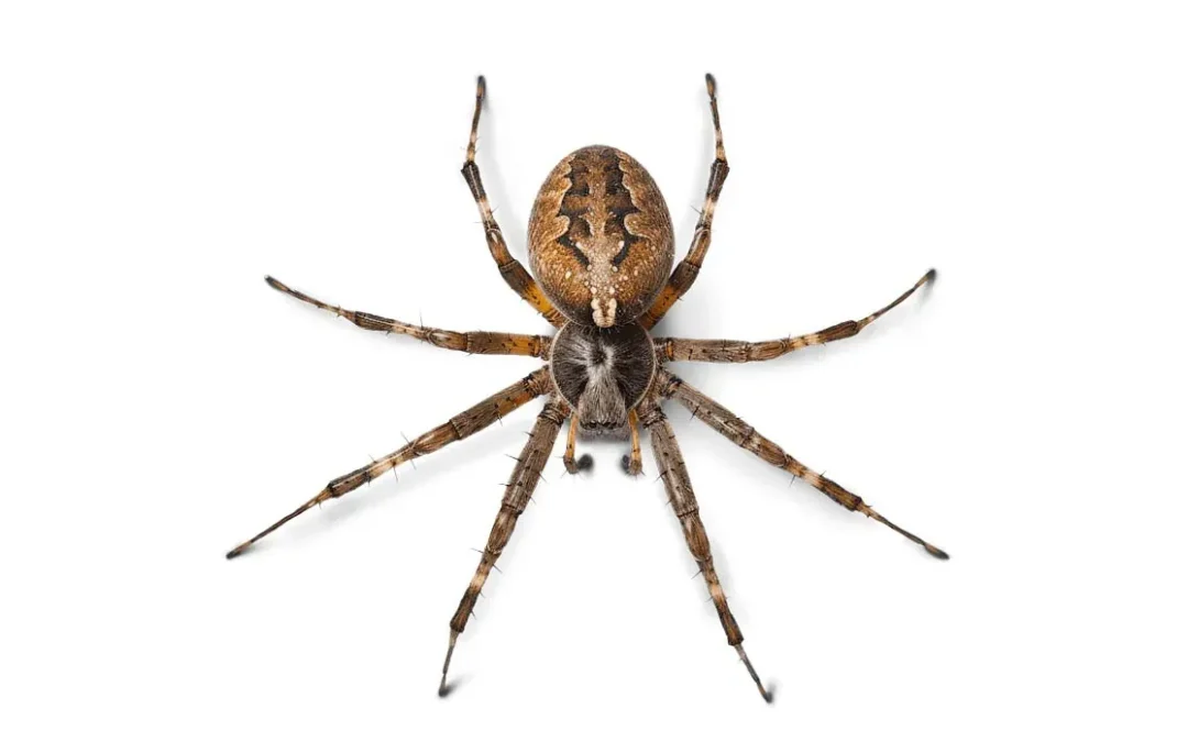 Aranhas domésticas: conheça as espécies perigosas e saiba como evita-las