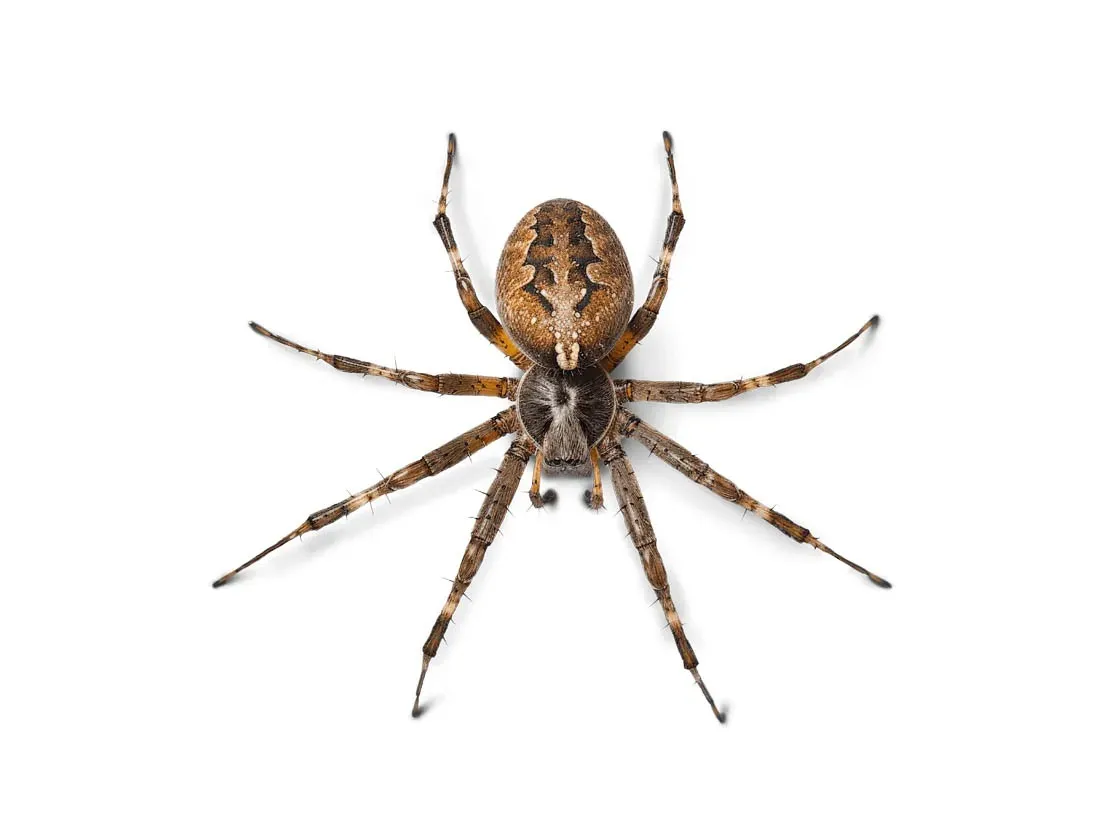 Dedetizacao Aranhas e Tipos de Aranhas 9999x Dedetização de Aranhas