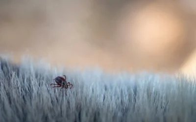 Procedimentos e Orientações – Controle de carrapatos