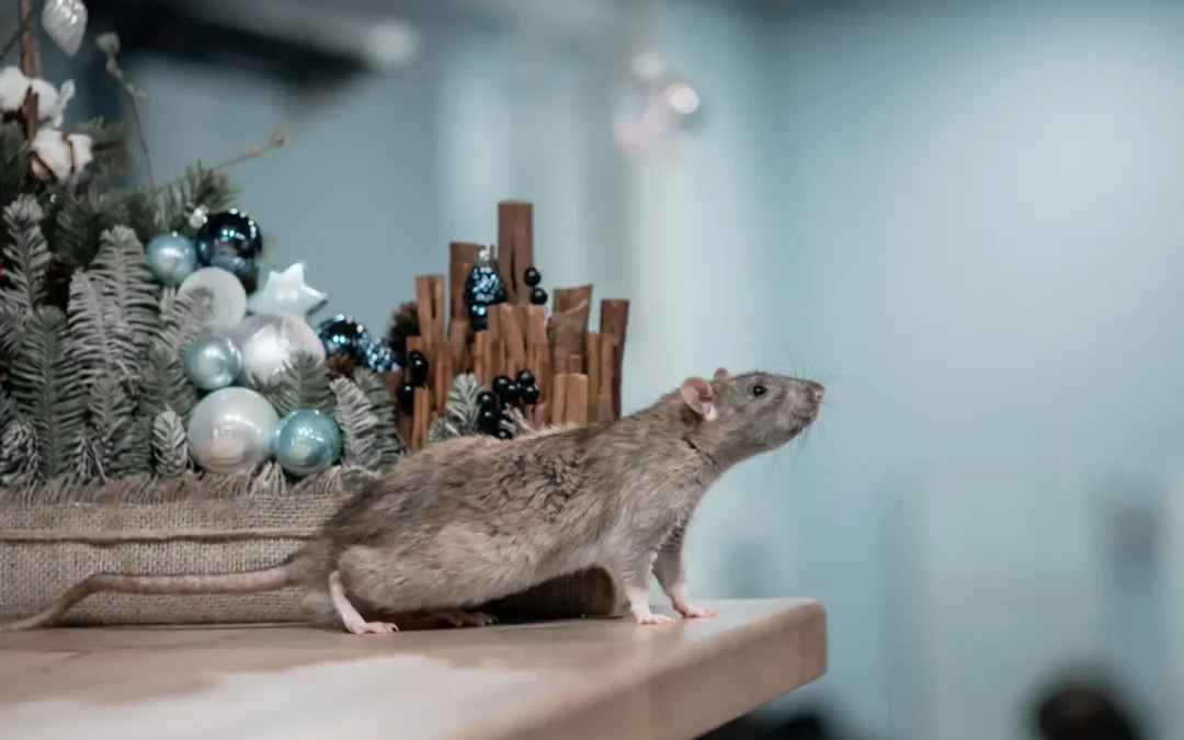 Desratização em Natal: método de combate contra os ratos