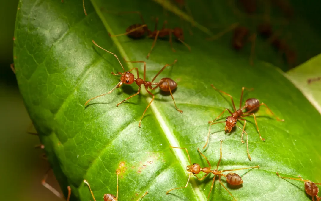 Conheça as formigas urbanas e evite sua proliferação em lugares indevidos