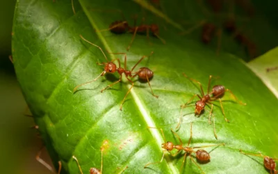 Conheça as formigas urbanas e evite sua proliferação em lugares indevidos