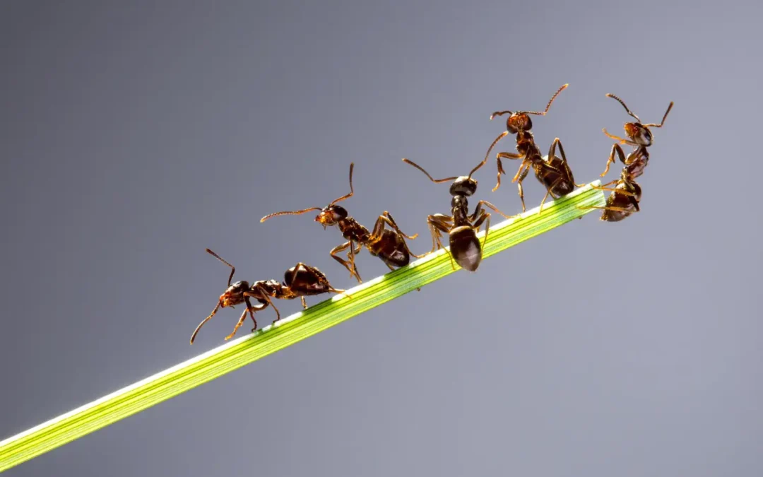 Como os alimentos atraem formigas? Entenda esse comportamento