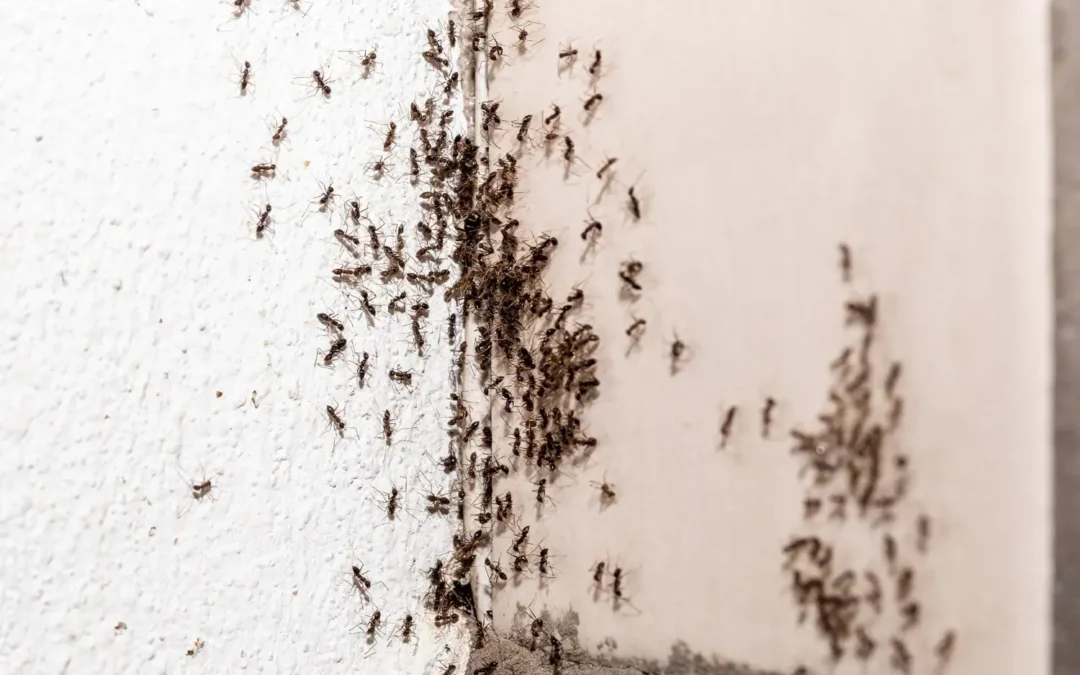 Conheça as formigas urbanas e evite sua proliferação em lugares indevidos