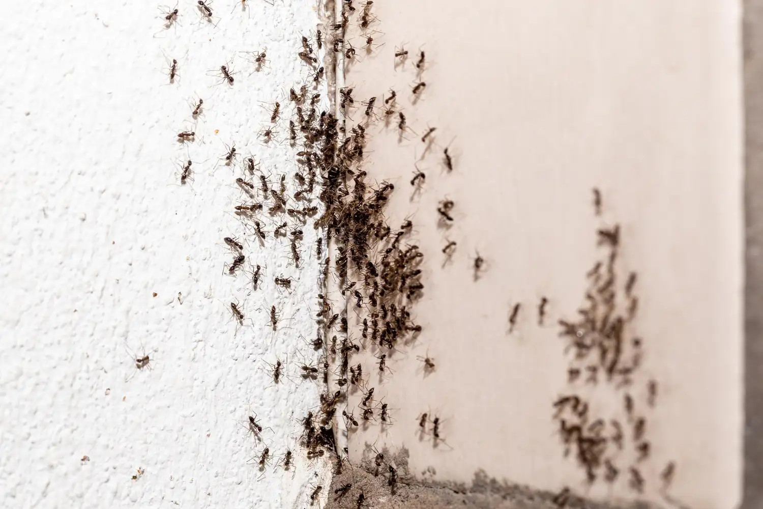 Dedetizacao de formigas forro 9999x Dedetização de formigas