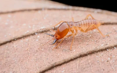 Dedetização em Macaé – faça com a melhor!