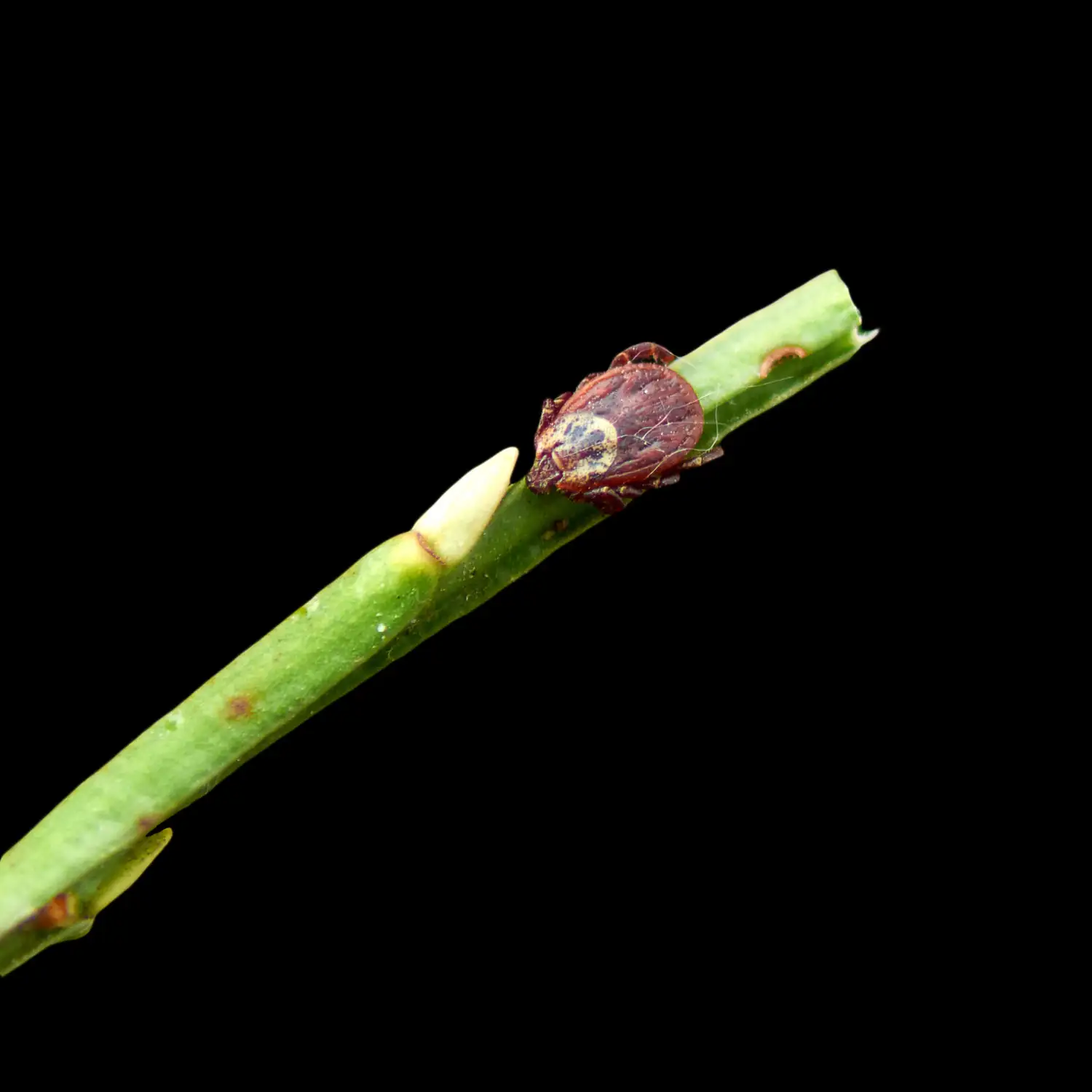 Dedetizacao de Carrapatos mato 9999x Dedetização de Carrapatos