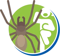 Aranhas | Dedetização de Aranhas // Tipos e Biologia das Aranhas