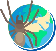 Aranhas | Dedetização de Aranhas // Tipos e Biologia das Aranhas