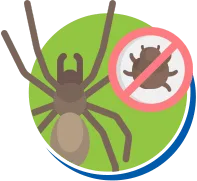 Aranhas | Dedetização de Aranhas // Tipos e Biologia das Aranhas