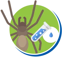 Aranhas | Dedetização de Aranhas // Tipos e Biologia das Aranhas