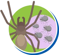 Aranhas | Dedetização de Aranhas // Tipos e Biologia das Aranhas