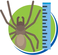 Aranhas | Dedetização de Aranhas // Tipos e Biologia das Aranhas