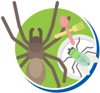 Aranhas | Dedetização de Aranhas // Tipos e Biologia das Aranhas