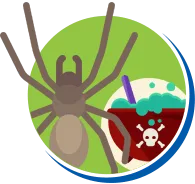 Aranhas | Dedetização de Aranhas // Tipos e Biologia das Aranhas