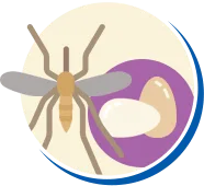 Mosquitos e Pernilongos | Conheça sobre Mosquitos e Pernilongos