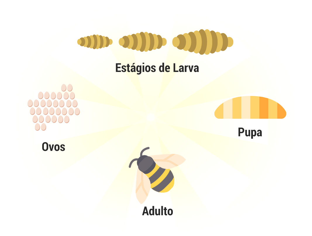 Marimbondo caçador - Portal de Zoologia