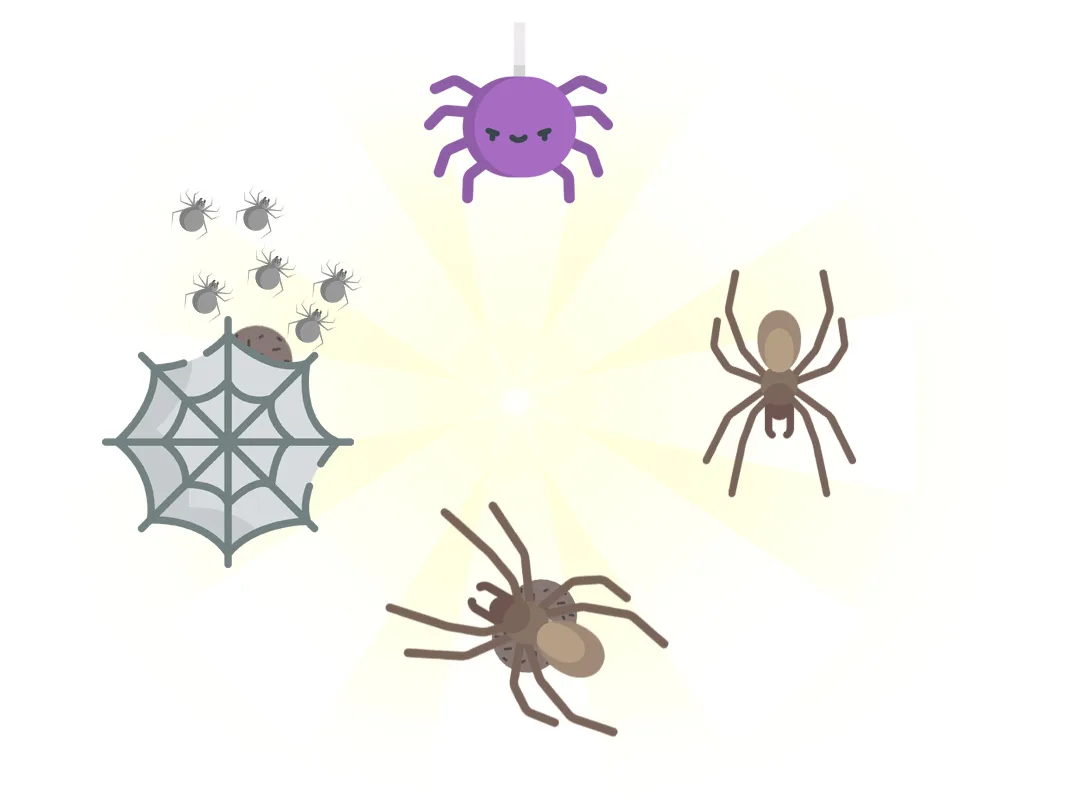 Aranhas | Dedetização de Aranhas // Tipos e Biologia das Aranhas