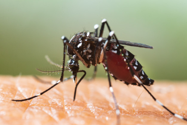 Mosquitos e Pernilongos - Dedetização de Mosquitos