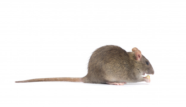 Ratos - Dedetização e Desratização