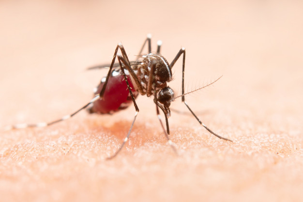Dedetização e Controle de Mosquitos