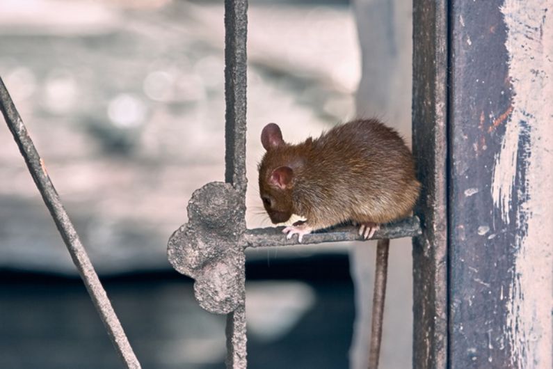 Desratização em São Paulo: os ratos estão agressivos após a quarentena