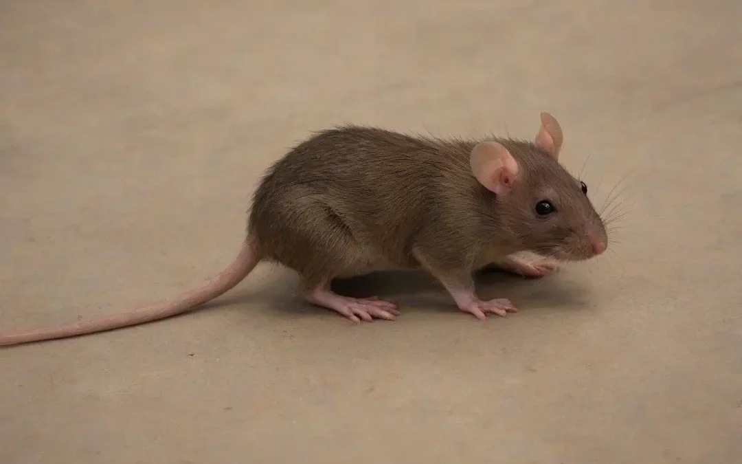 Como afastar os ratos?