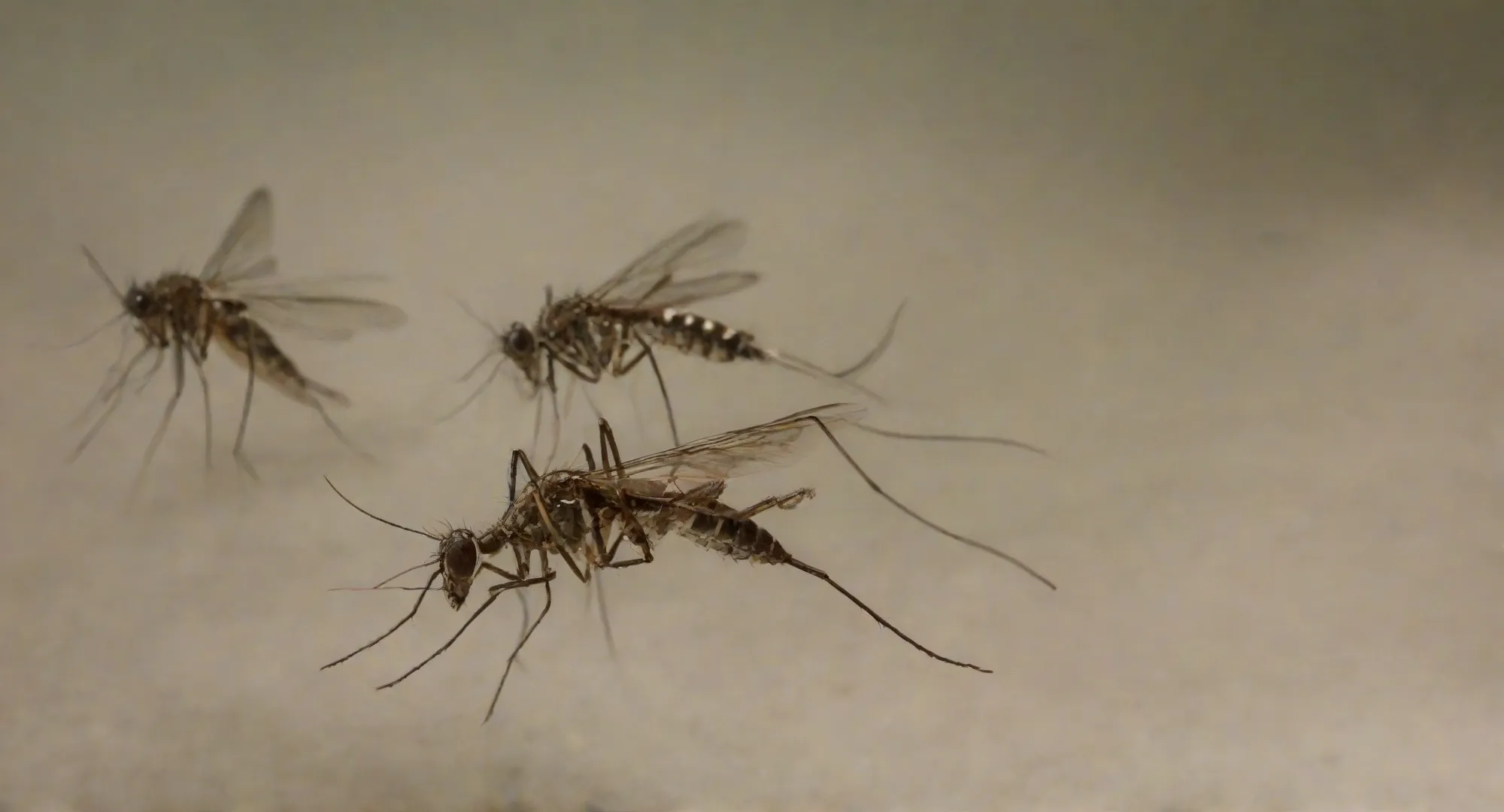 Controle de Mosquitos em São Paulo: contrate uma empresa experiente