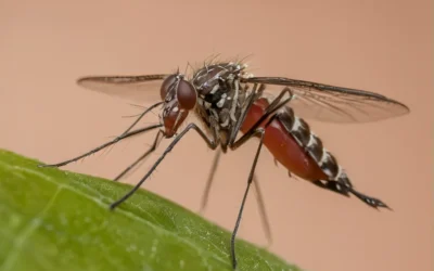 Por que realizar uma dedetização de mosquitos com uma empresa especializada?