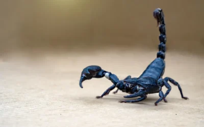 Infestação de escorpiões pode ser uma questão de saúde pública