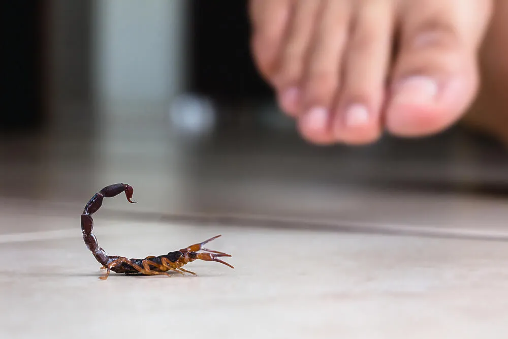 Dedetização de Escorpiões em sp: conheça os perigos desses animais Dedetização de Escorpiões em sp: conheça os perigos desses animais