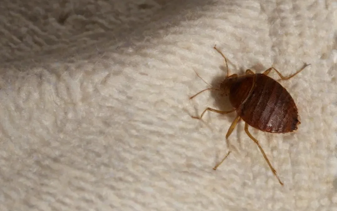 Sobre a Doença do sono: entenda mais sobre essa enfermidade