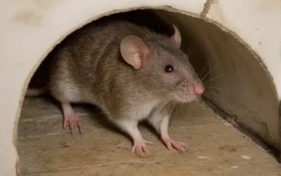 Métodos naturais de controle de ratos: será que eles funcionam?