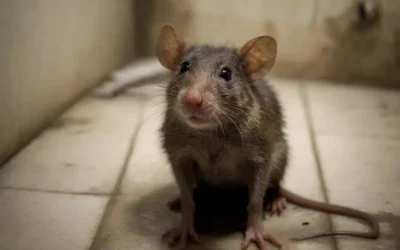 Como proteger sua casa dos ratos?
