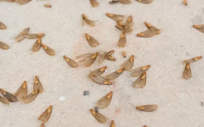 Conheça os riscos do siriri para o seu ambiente