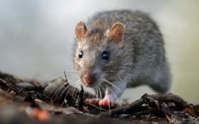 Manter a casa livre de ratos após o controle: 5 atitudes práticas para você aplicar à sua rotina