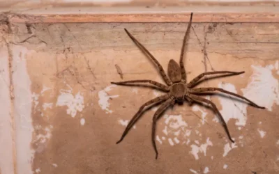 Habitat da Aranha Armadeira: cuidado para seu ambiente não se tornar um alvo