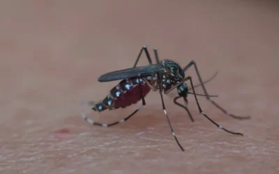 Informações sobre o mosquito da dengue