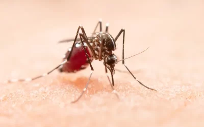 Saiba mais e proteja-se do mosquito da dengue