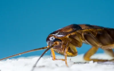 Periplaneta fuliginosa: Descubra tudo sobre essa Espécie