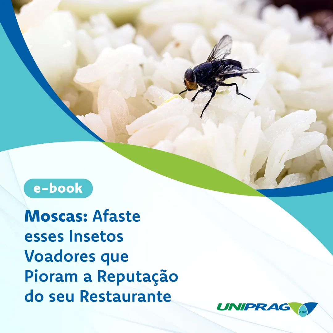 Moscas: afaste esses insetos voadores que pioram a reputação do seu restaurante