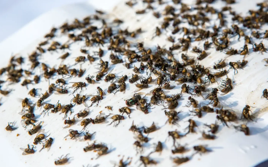 Como acabar com uma infestação de moscas?