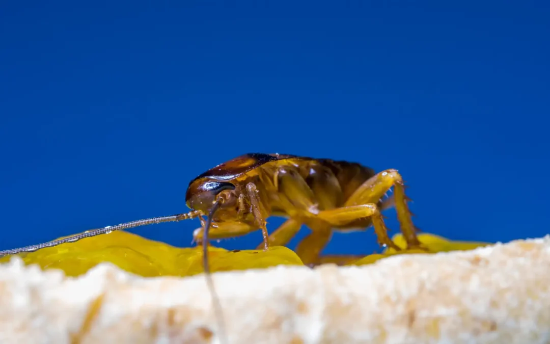 Blatella orientalis (barata-oriental): Características Importantes sobre essa Espécie