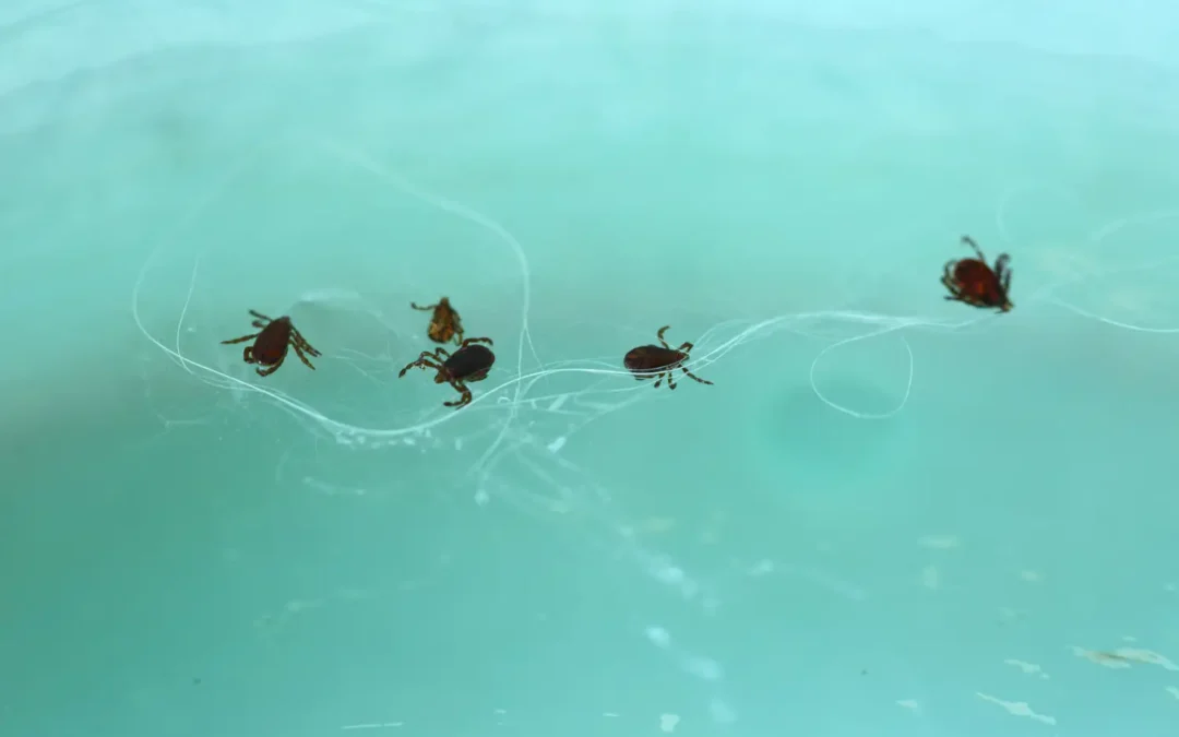 Carrapato: conheça e evite esta praga urbana