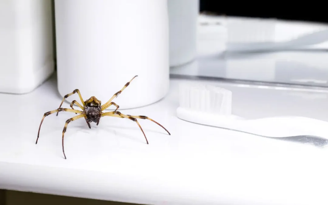 Aranhas domésticas: conheça as espécies perigosas e como evitá-las