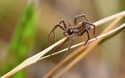 Picada e veneno da Aranha Armadeira: saiba como evitar acidentes domésticos
