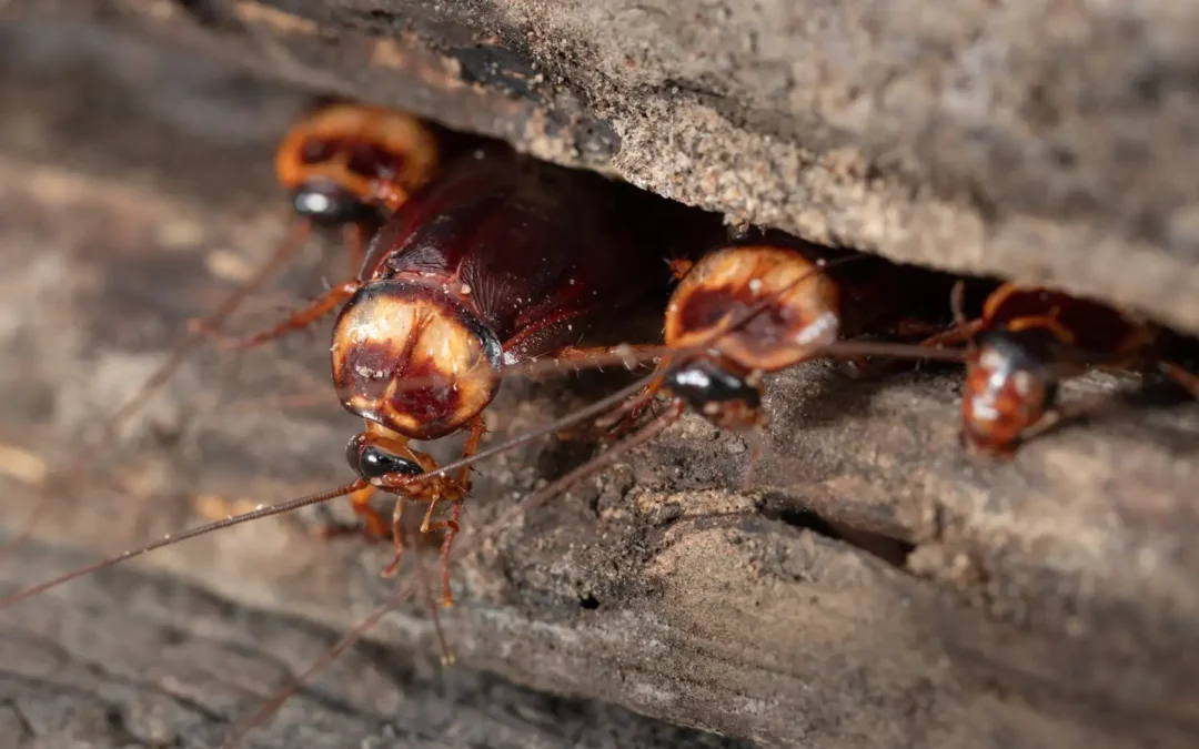 Controle de baratas em restaurantes em São Paulo