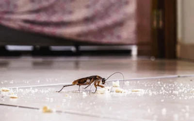 Dedetizadora: acabando com as baratas no quarto