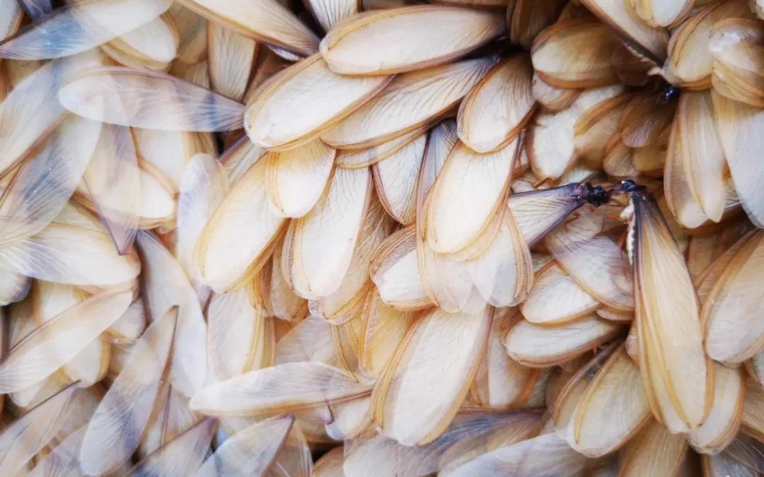 Saiba toda a verdade sobre os cupins