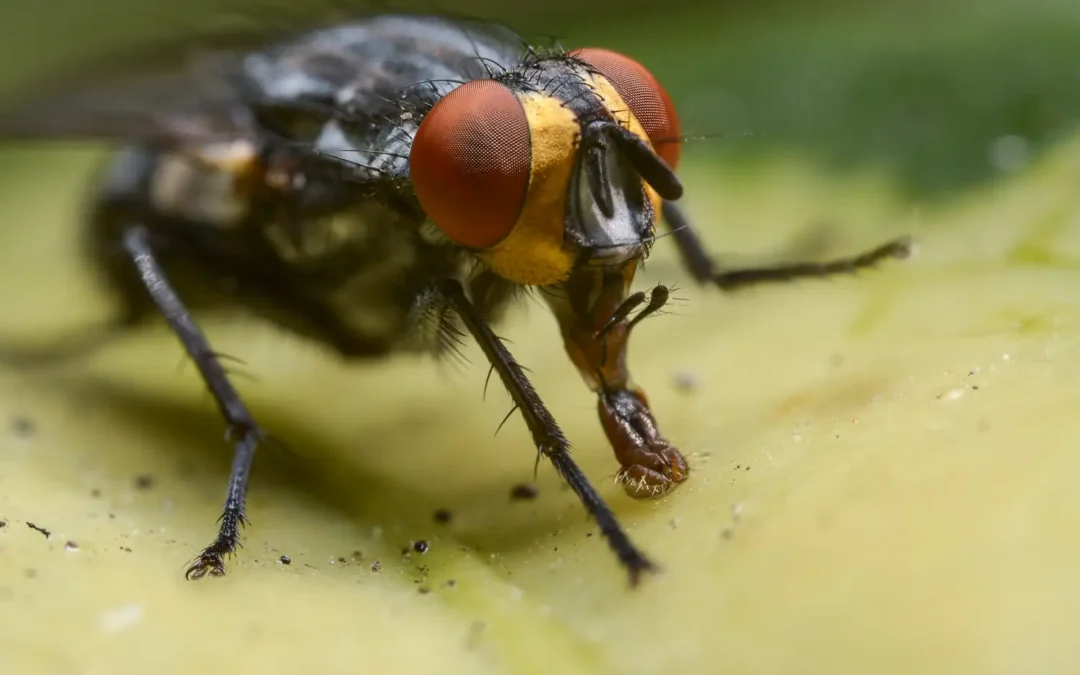Controle de Moscas: estratégias eficazes para ambientes mais saudáveis